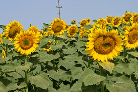 Sunflower field with blue sky in background, Lopburi, Thailandの写真素材