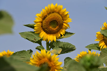 Sunflower field. Sunflower natural background. Sunflower blooming.の写真素材