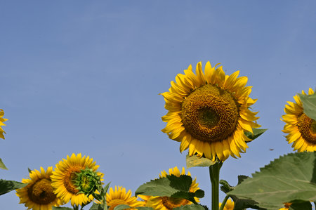 Sunflower field with blue sky background. (Helianthus annuus)の写真素材