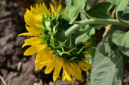 Sunflowers grow in the garden in summer. Close-up.の写真素材