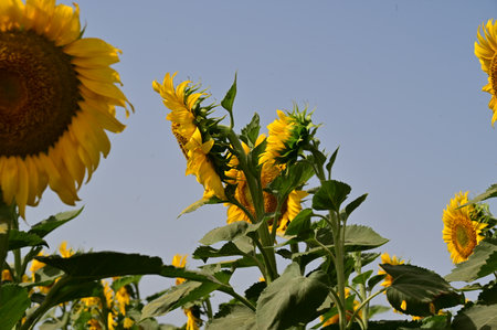 Sunflower in the field with blue sky background, sunflower bloomingの写真素材