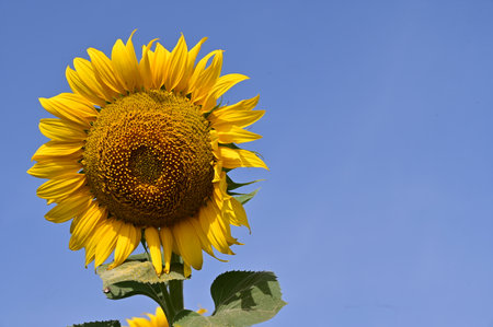 Sunflower with blue sky background, Sunflower blooming in the gardenの写真素材