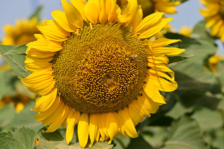 Sunflower field with a bee in the summer, close-upの写真素材
