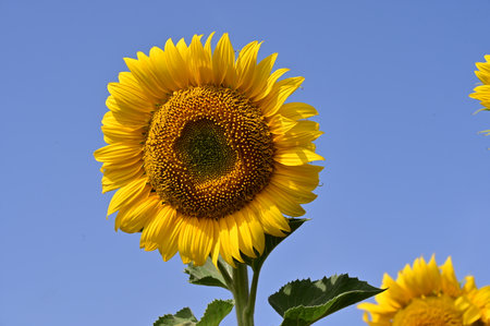 Sunflower in the field on a background of blue sky in summerの写真素材
