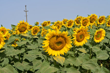 Sunflower field with blue sky and cross in background, Thailand.の写真素材