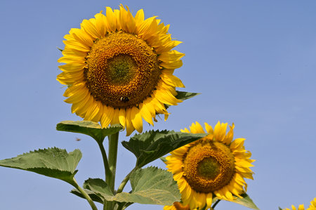 Sunflower on blue sky background, Helianthus annuusの写真素材