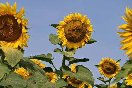 Sunflower field with blue sky background, Helianthus annuusの写真素材