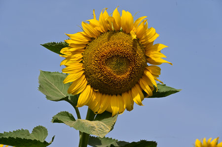 Sunflower in the field with blue sky background, Thailand.の写真素材