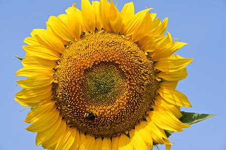 Sunflower with bee on blue sky background. Close-up.の写真素材