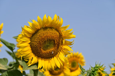 Sunflower in the field with blue sky background. (Helianthus annuus)の写真素材
