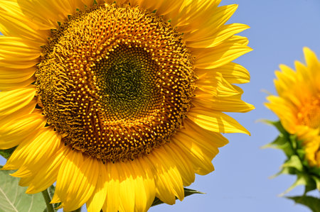 Sunflower close-up on a background of the blue sky.の写真素材