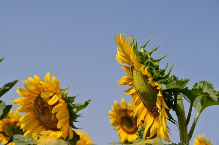Sunflower field in the evening. Sunflower oil improves skin health and promotes cell regeneration.の写真素材
