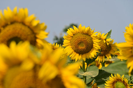 Sunflower field. Sunflower oil improves skin health and promotes cell regeneration.の写真素材