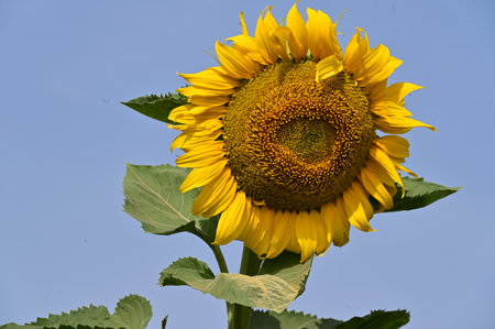 Sunflower on blue sky background. Sunflower blooming in the garden.の写真素材