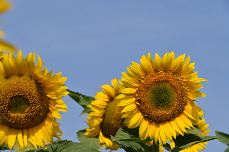 Sunflower field with blue sky background, Sunflower blooming in the gardenの写真素材