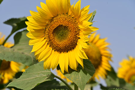 Sunflower on a field in summer. Sunflower natural background.の写真素材