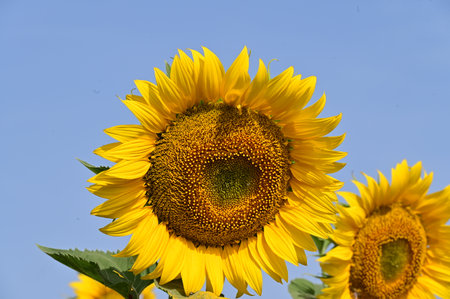 Sunflower field with blue sky background, Helianthus annuusの写真素材