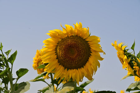 Sunflower on a background of blue sky, closeup of photoの写真素材