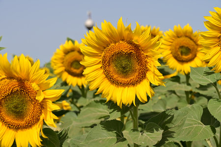 Sunflower field in Lopburi province, Thailand.の写真素材