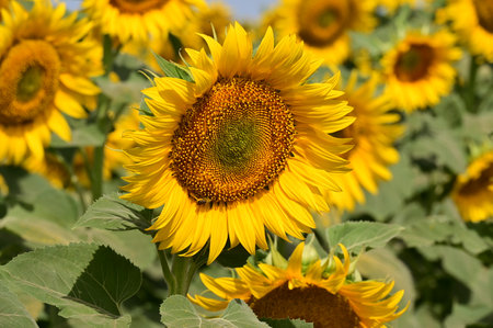 Sunflower field in summer, close-up of sunflower.の写真素材