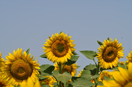 Sunflower field with blue sky background. (Helianthus annuus)の写真素材