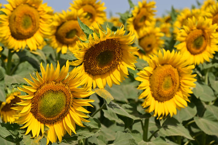 Sunflower field with bright yellow flowers. Sunflower natural background.の写真素材