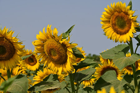 Sunflower field with blue sky in the background, closeup of photoの写真素材