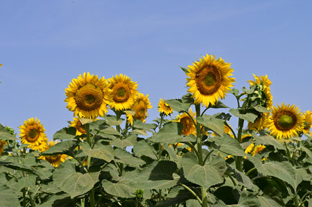 Sunflower field with blue sky, natural background, closeup of photoの写真素材