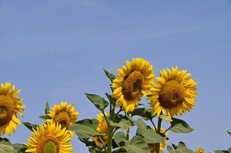 Sunflower field with blue sky background. Sunflower blooming.の写真素材