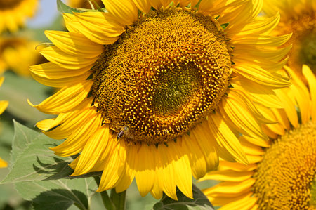 Sunflower field with bee. Close-up of sunflower.の写真素材