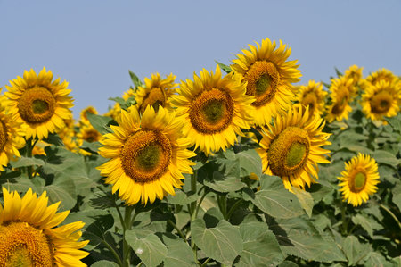 Sunflower field on a sunny day, close-up of flowersの写真素材