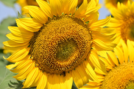 Sunflower in the field, close-up of a sunflowerの写真素材