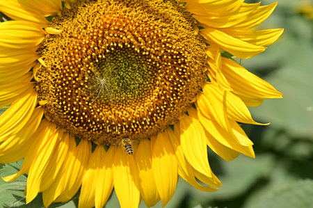 Sunflower with bee in the field. Sunflower blooming.の写真素材
