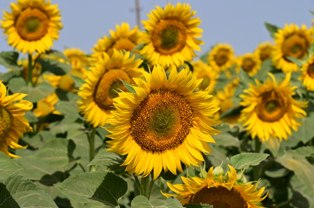 Sunflower field on a sunny day, close-up of flowersの写真素材