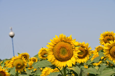Sunflower field in the north of Thailand, closeup of photoの写真素材