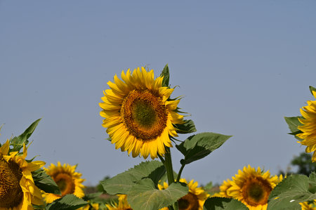 Sunflower in the field with blue sky background, Thailand.の写真素材