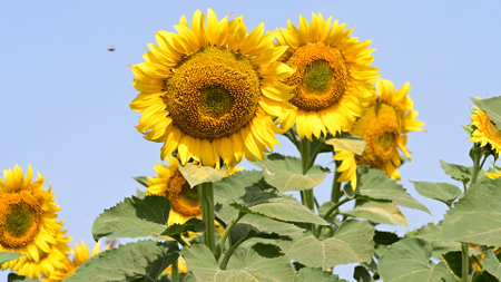 Sunflower field with blue sky background, Sunflower blooming.の写真素材