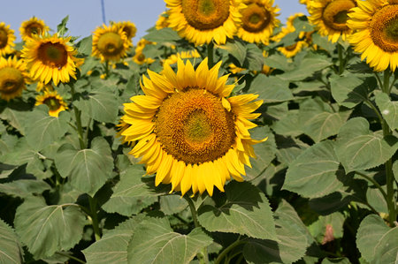 Sunflower field in the summer, close-up of sunflowerの写真素材