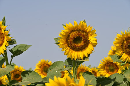 Sunflower field with blue sky background. (Helianthus annuus)の写真素材