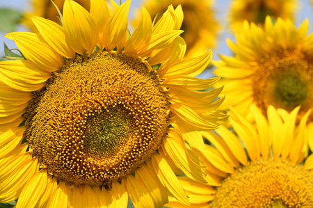 Sunflower field in summer. Close-up of sunflower.の写真素材