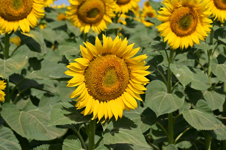 Sunflower field with sunflowers in summer, closeup of photoの写真素材