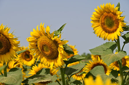 Sunflower field in the summer. Sunflower oil improves skin health and promotes cell regenerationの写真素材