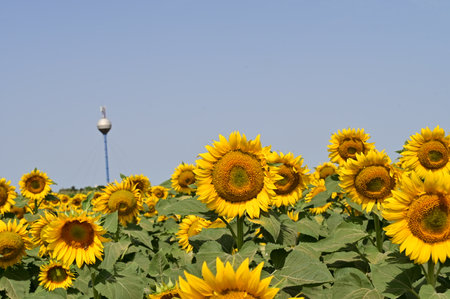 Sunflower field with the TV tower in the background on a sunny dayの写真素材
