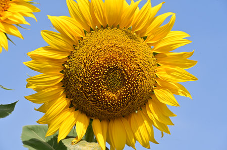 Sunflower on blue sky background. Close up of sunflowers.の写真素材