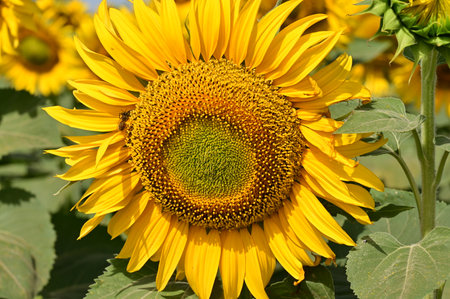 Sunflower field. Sunflower blooming in the garden. Sunflower natural background.の写真素材