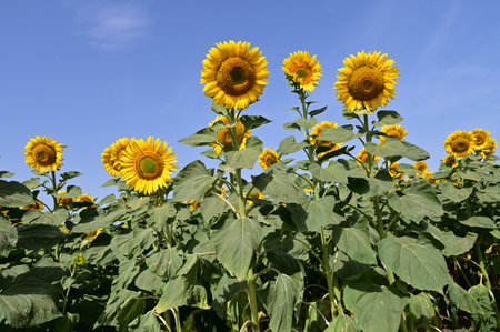 Sunflower field with blue sky in the background, closeup of photoの写真素材