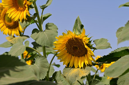 Sunflower field on blue sky background. Sunflower blooming.の写真素材