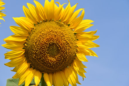 Sunflower on blue sky background, Sunflower blooming in the fieldの写真素材