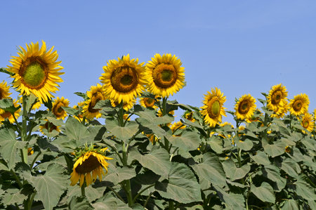Sunflower field on a sunny summer day, closeup of photoの写真素材