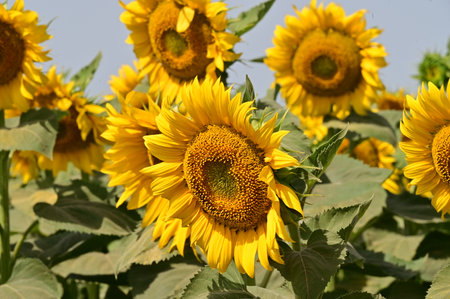 Sunflowers in the field with blue sky, Thailand.の写真素材